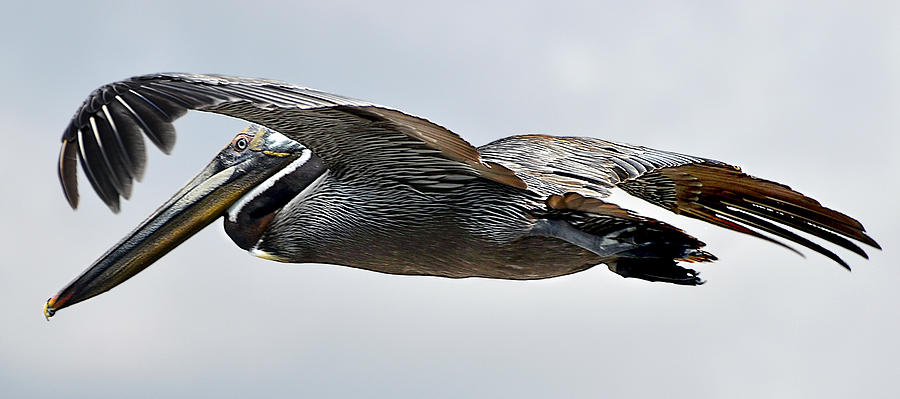 Pelican in Flight Photograph by WAZgriffin Digital