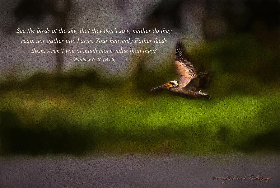 Pelican In Flight With Bible Verse Photograph by John A Rodriguez