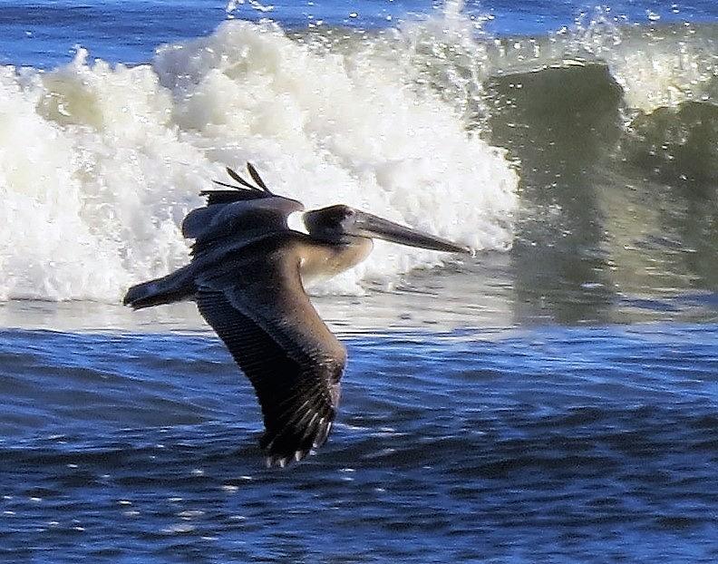 Pelican in Flight with Waves Photograph by Ellen Meakin