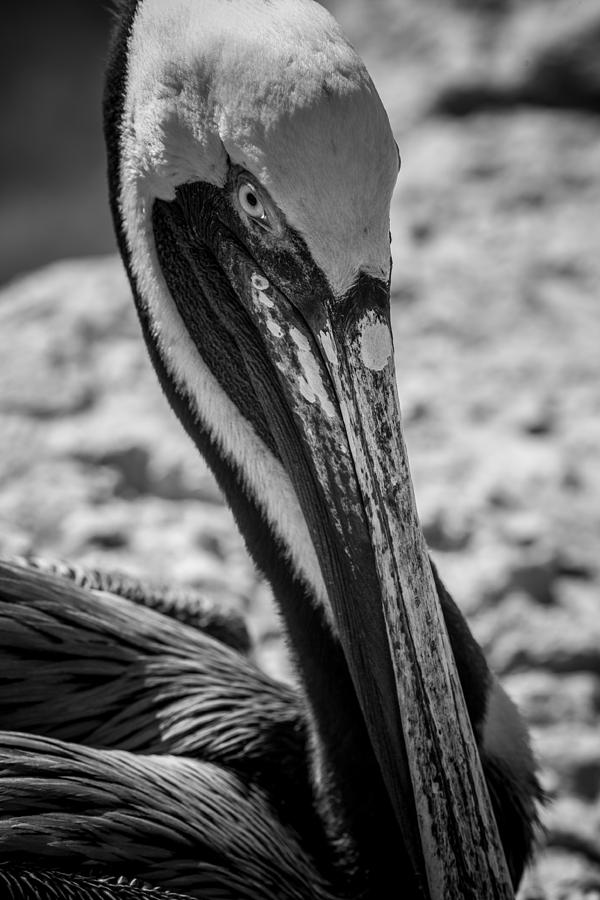 Pelican in Florida Photograph by Jason Moynihan