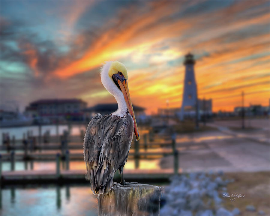 Pelican in Gulfport Harbor Digital Art by Don Schiffner