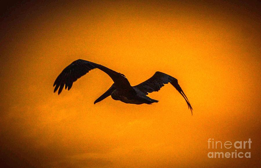 Pelican in Motion Photograph by Lisa Kilby