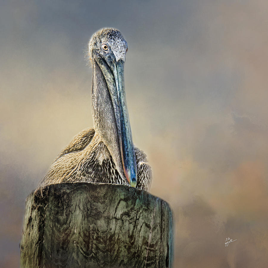 Pelican In Paradise Squared Photograph by TK Goforth
