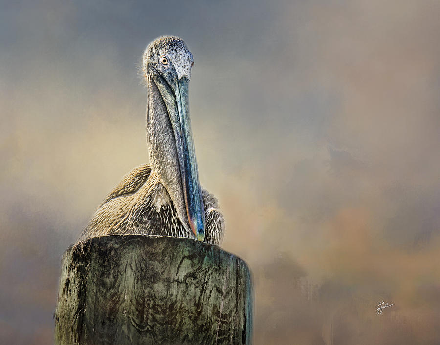 Pelican In Paradise Photograph by TK Goforth