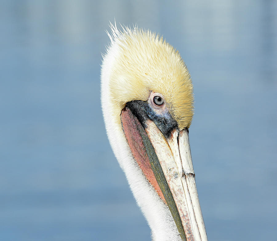 Pelican In Pastel Photograph by Fraida Gutovich