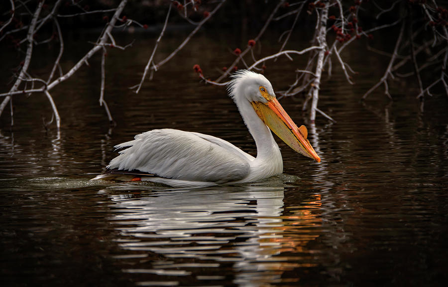 Pelican In Spring Photograph by Ray Congrove