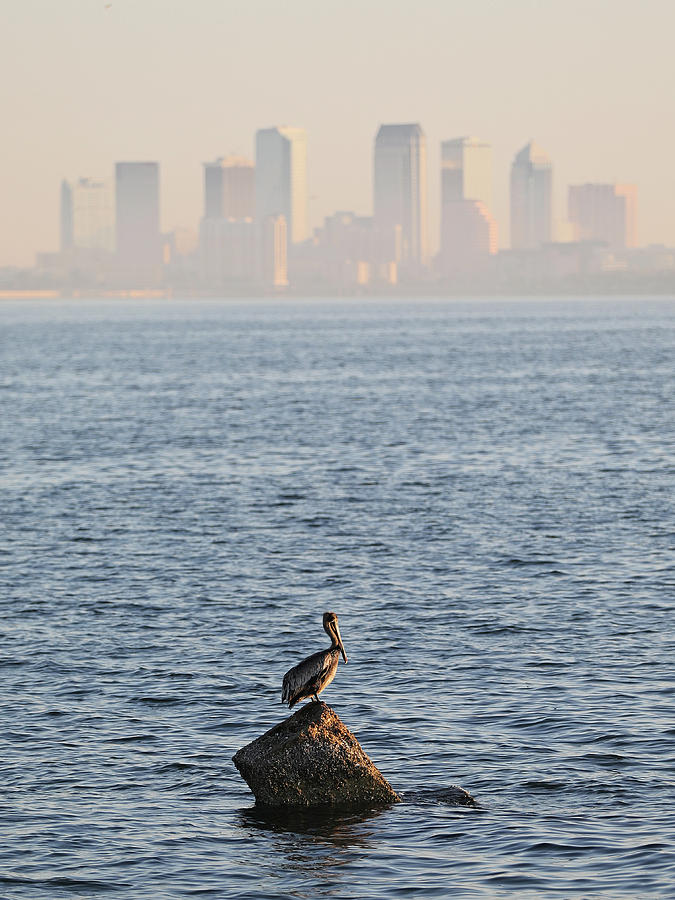 Pelican in Tampa Bay Photograph by Jack Nevitt