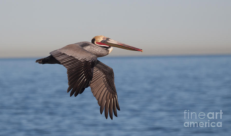 Pelican Photograph - Pelican in the California Skies by Ruth Jolly