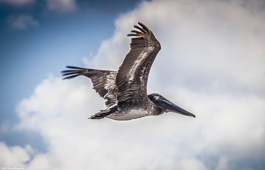 Pelican In The Clouds  Photograph by Debra Forand