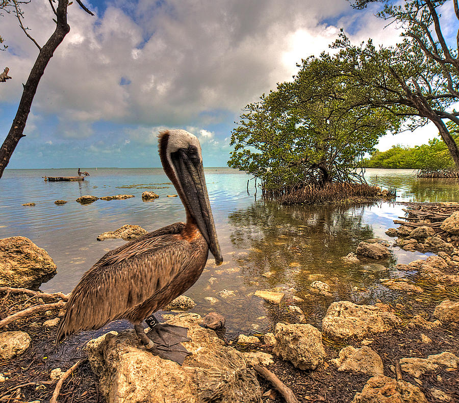 Pelican Photograph - Pelican in the Florida Keys by William Wetmore
