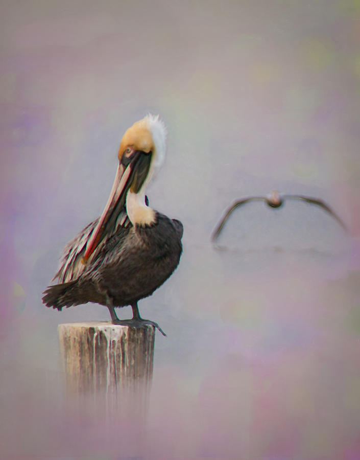 Pelican In The Fog Photograph by Sandra Schiffner