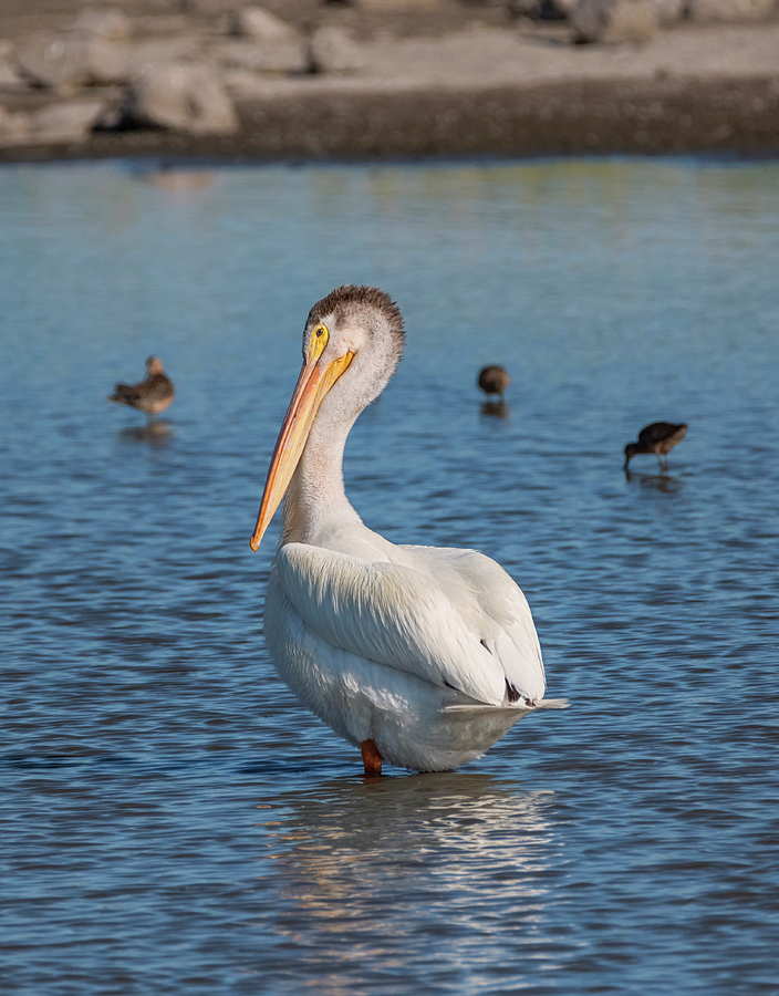 Pelican in the Pond Photograph by Loree Johnson
