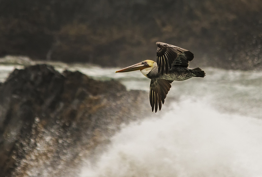 Pelican in the Spray Photograph by Loree Johnson