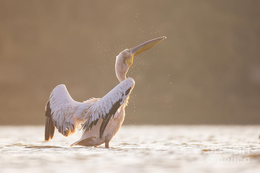 Pelican in the water  Photograph by Alon Meir