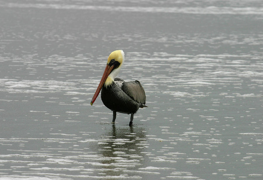Pelican in the Water Photograph by Anthony Jones