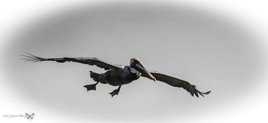 Pelican Incoming  Photograph by Debra Forand