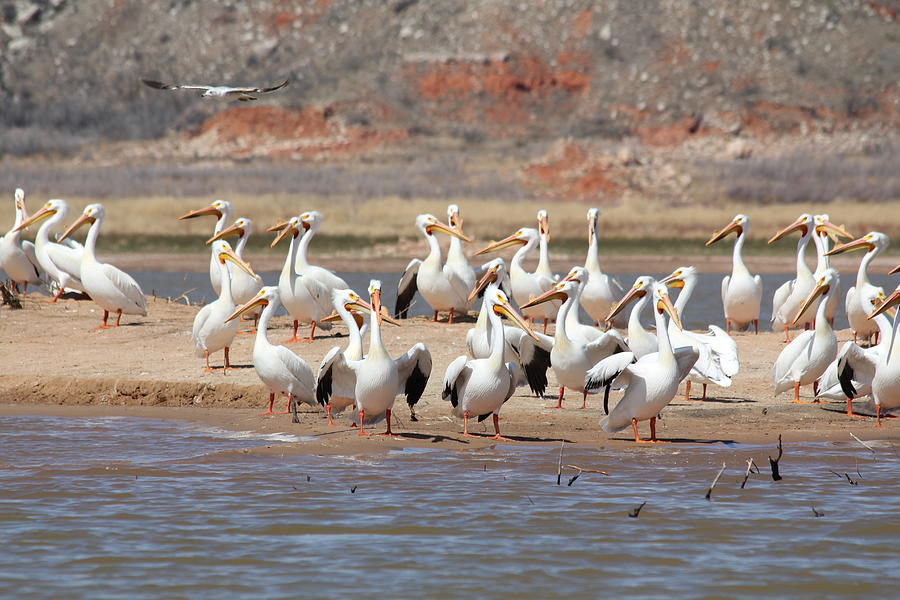 Pelican Island Photograph by David Wilkinson - Fine Art America