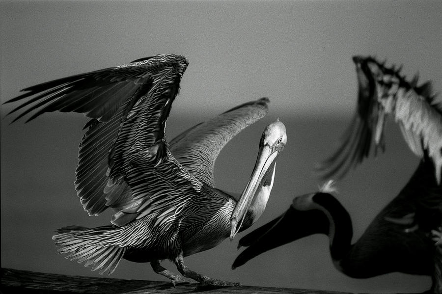 Pelican Photograph - Pelican by Jane Melgaard