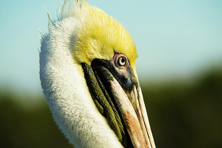 Pelican Photograph by Jason Hughes