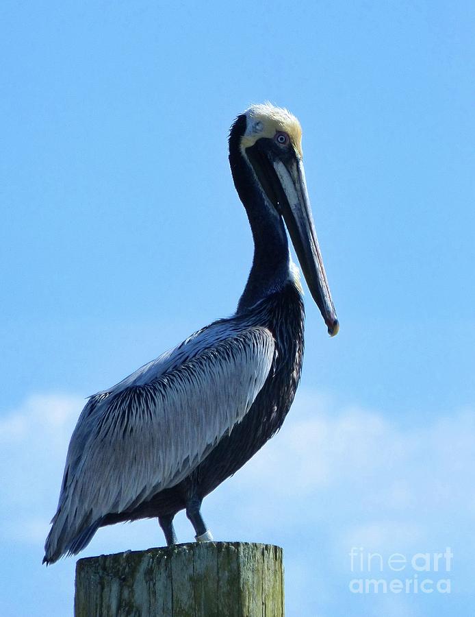 Pelican Photograph by Jean Wright