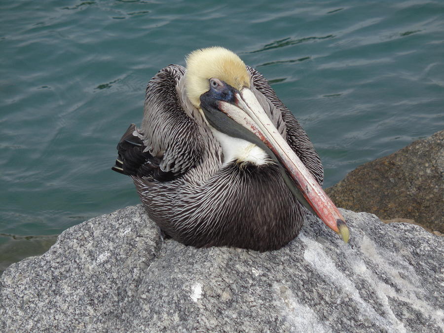 Pelican Photograph by John Mathews