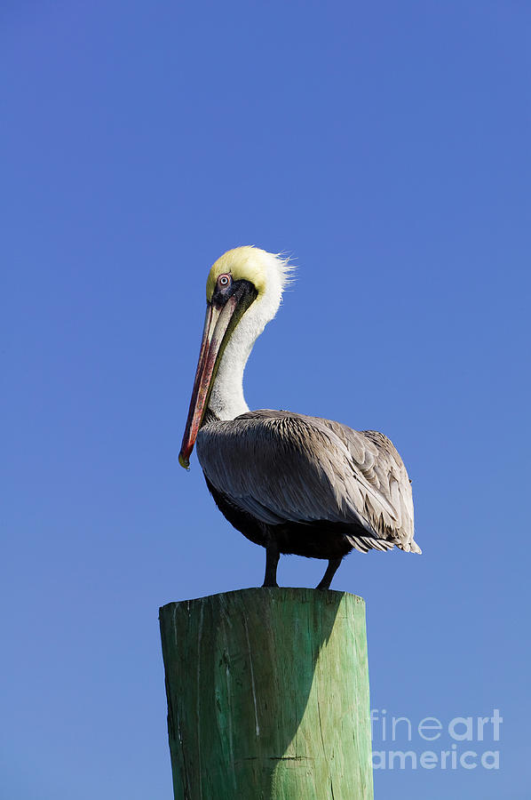 Pelican Photograph by Juan Silva