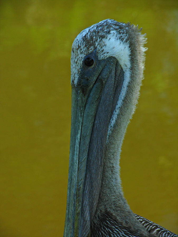 Pelican Photograph by Juergen Roth