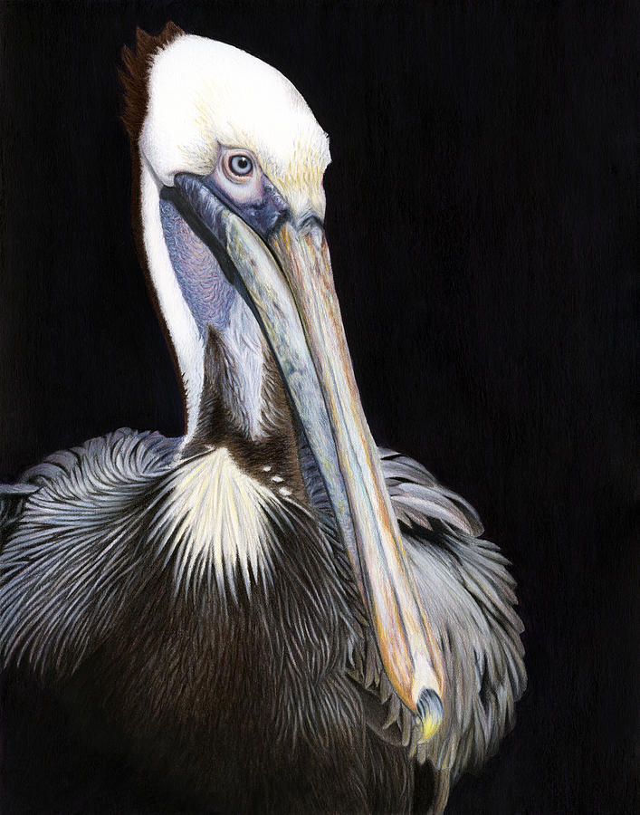 Pelican Painting by Karen Broemmelsick - Fine Art America