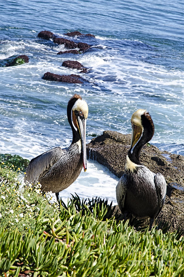 Pelican Photograph - Pelican by Baywest Imaging