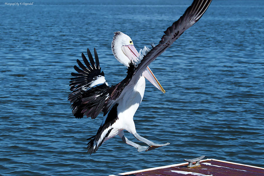 Pelican landing 6666 Photograph by Kevin Chippindall