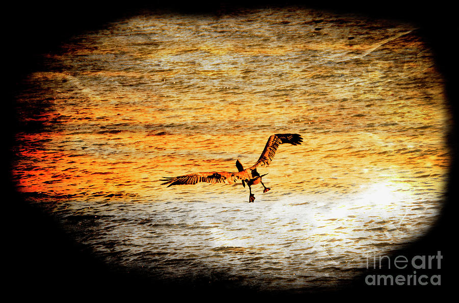 Pelican Photograph - Pelican Landing At Puerto Lopez by Al Bourassa