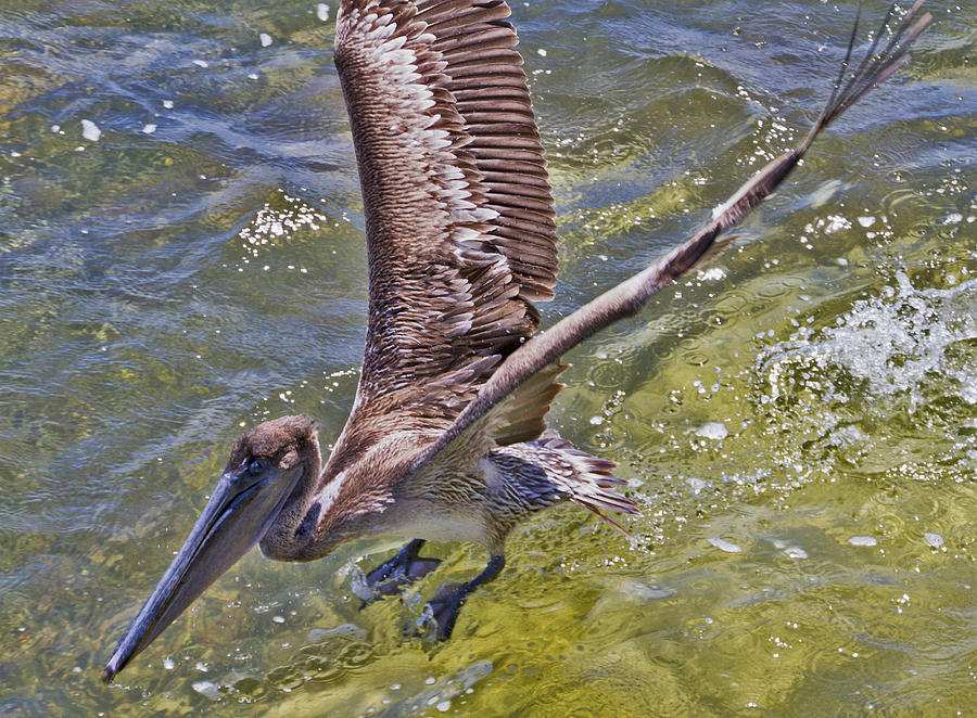 Pelican Taking Off Photograph by Bob Slitzan