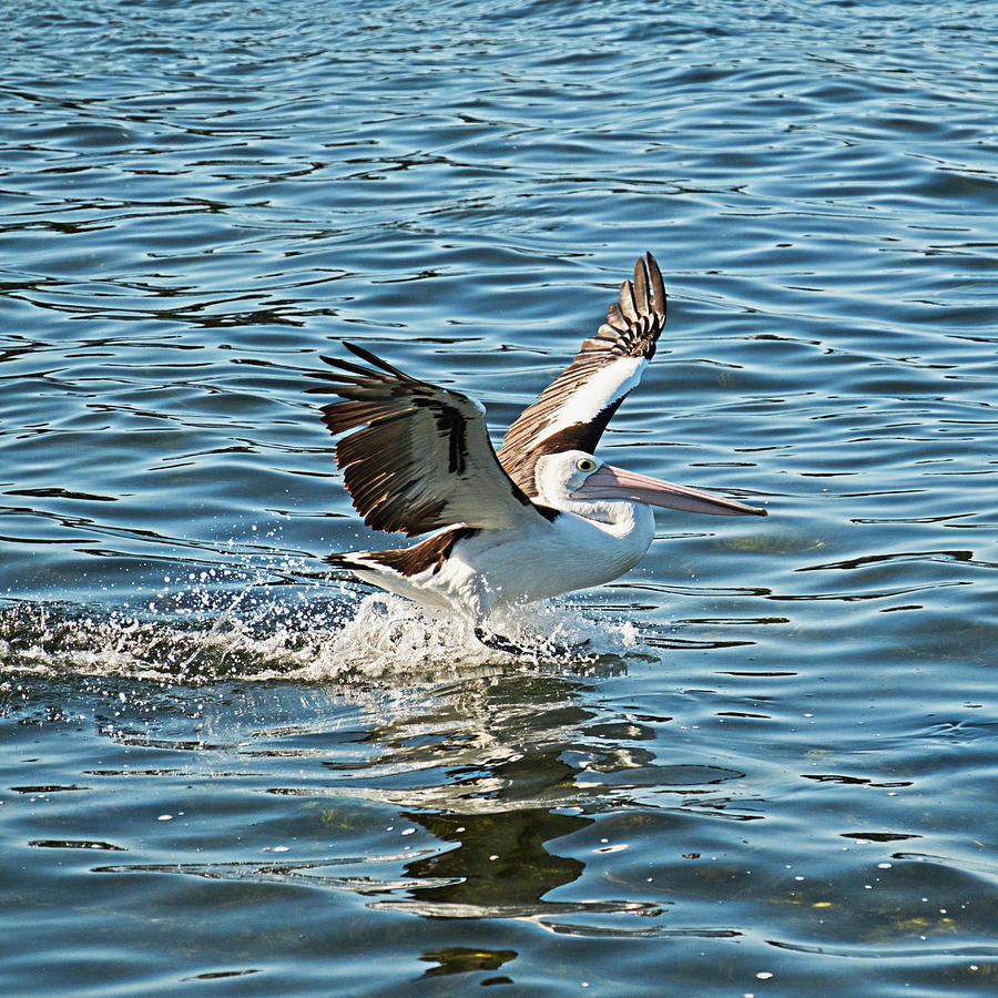 Pelican Landing Photograph by Catherine Reading