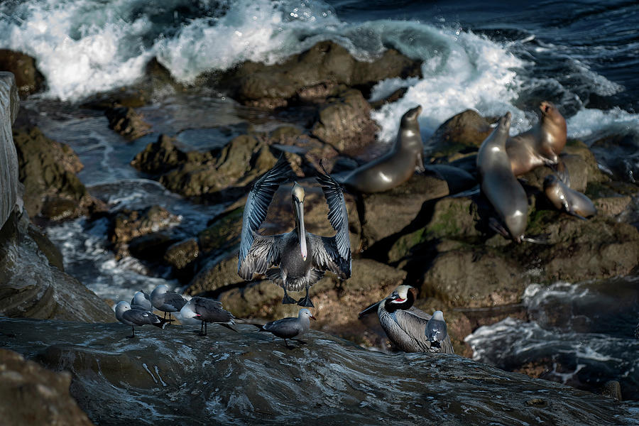 Pelican Landing Photograph by James David Phenicie