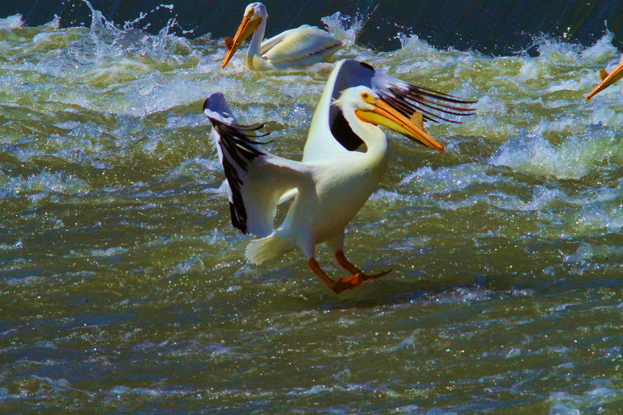 Pelican landing Photograph by Jeff Swan