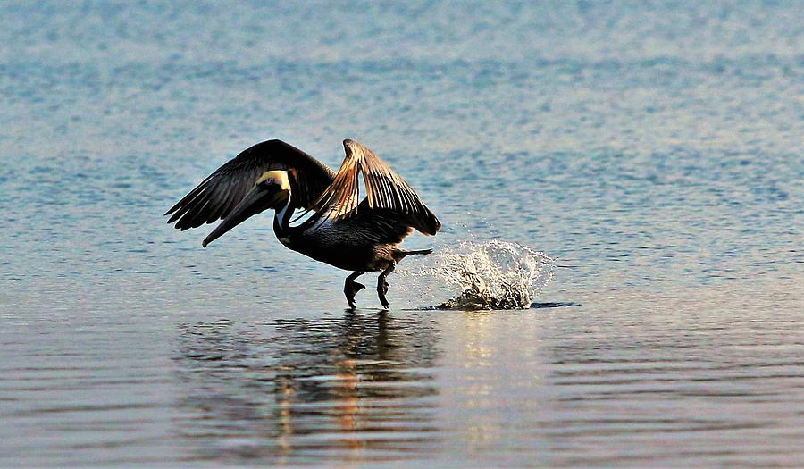 Pelican Photograph - Pelican Landing by Kelly Foreman