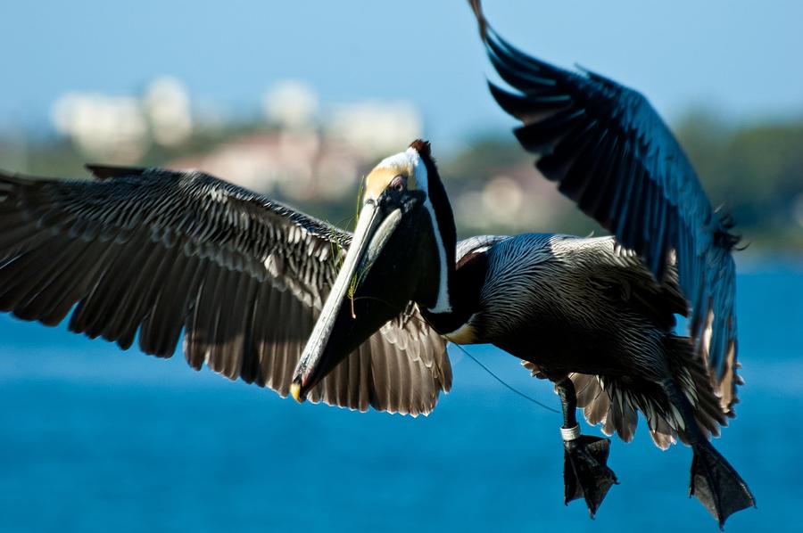 Pelican Landing Photograph by Louis Dallara