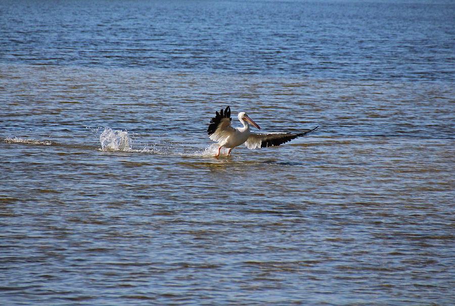 Pelican Landing Photograph by Michiale Schneider