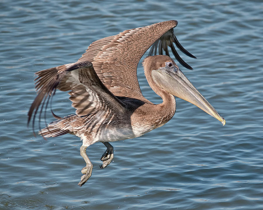Pelican Landing Photograph by Mike Covington