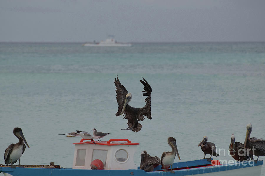 Pelican Landing on a Wooden Fishing Boat in Aruba Photograph by DejaVu Designs