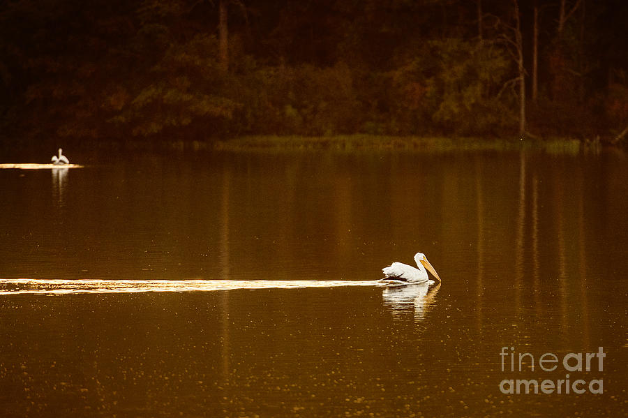 Pelican Landing Photograph by Tamyra Ayles