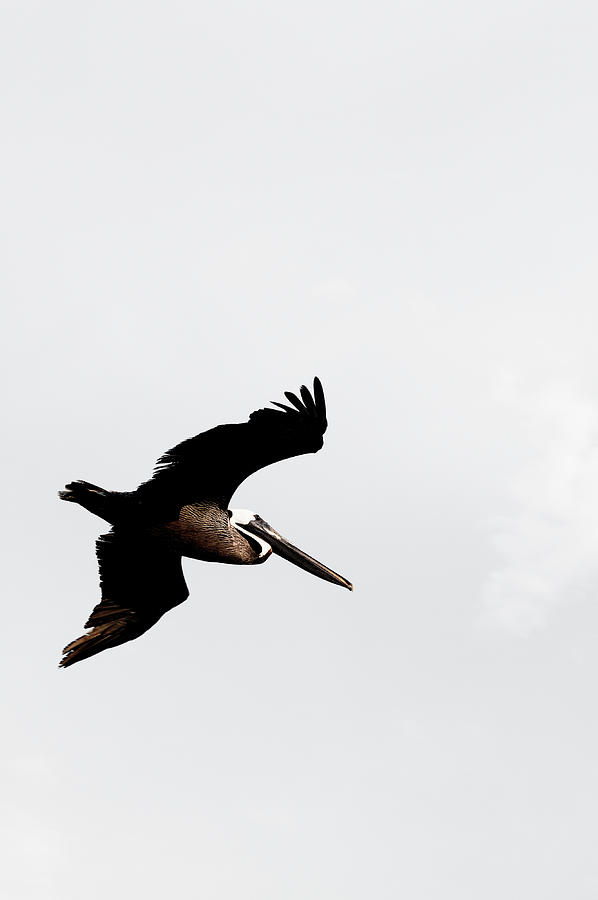 Pelican Photograph