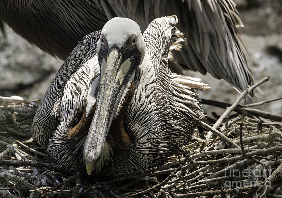 Pelican Laying on Nest Photograph by Jeannette Hunt