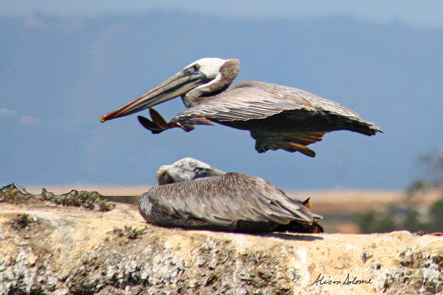 Pelican Leap Frog Photograph by Alison Salome