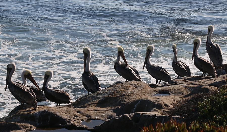 Pelican Line-Up Photograph by Christy Pooschke