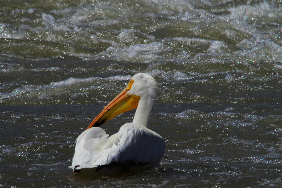 Pelican looking around Photograph by Jeff Swan