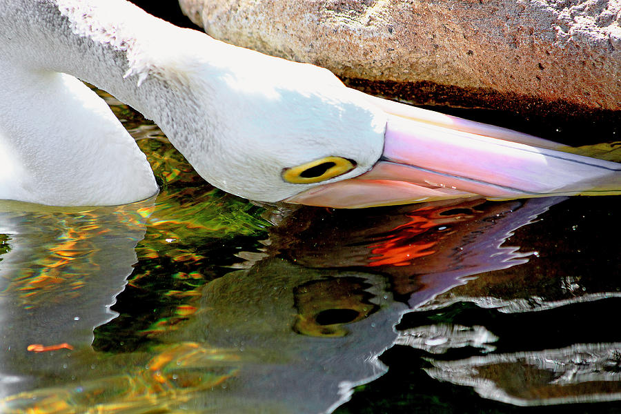 Pelican Photograph - Pelican Looking For a Snack by Miroslava Jurcik
