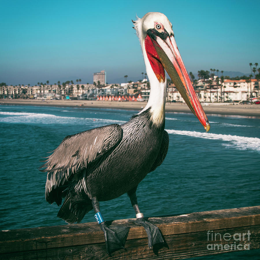 Pelican Lookout Photograph by Kasia Bitner