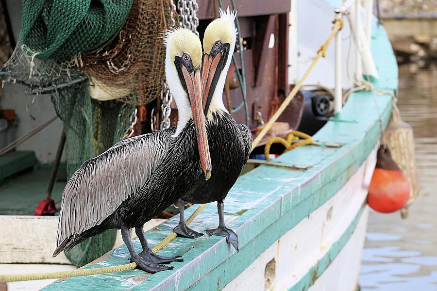 Pelican Love Birds Photograph by JC Findley