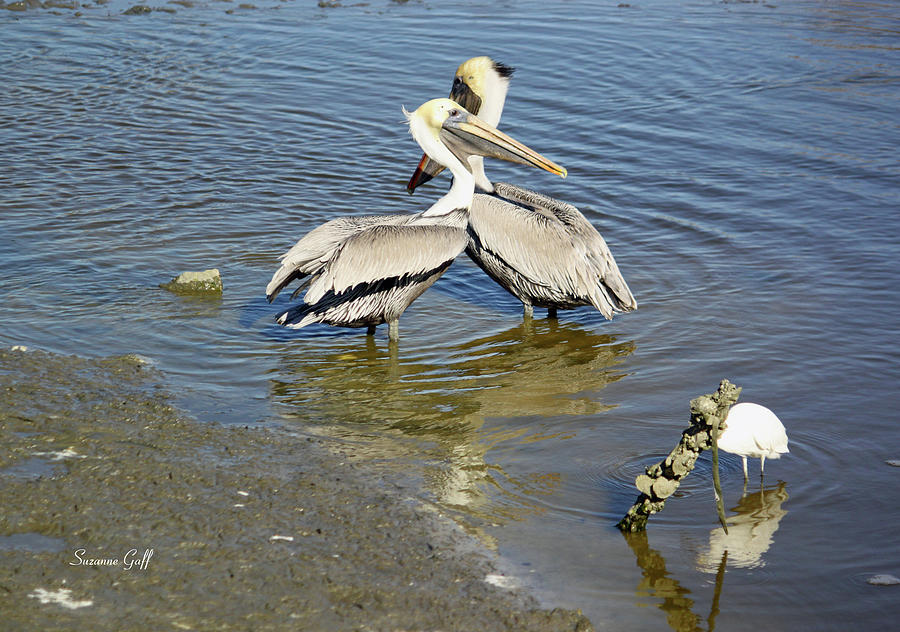 Pelican Photograph - Pelican Love by Suzanne Gaff